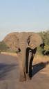 Krüger Nationaal Park - Olifant