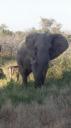 Krüger Nationaal Park - Olifant