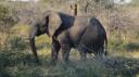 Krüger Nationaal Park - Olifant