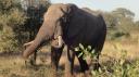 Krüger Nationaal Park - Olifant