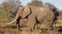 Krüger Nationaal Park - Olifant