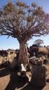 Keetmanshoop - Kokerboombos