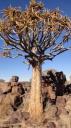 Keetmanshoop - Kokerboombos