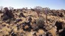 Keetmanshoop - Kokerboombos