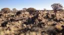 Keetmanshoop - Kokerboombos