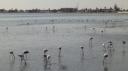 Walvisbaai - Flamingo's