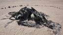 Welwitschia