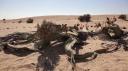 Welwitschia