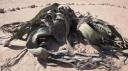 Welwitschia