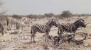 Etosha Nationaal Park - Okaukuejo Rustkamp
