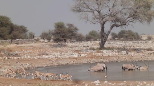 Etosha Nationaal Park - Okaukuejo Rustkamp