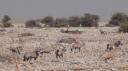 Etosha Nationaal Park - Okaukuejo Rustkamp