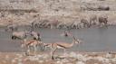 Etosha Nationaal Park - Okaukuejo Rustkamp