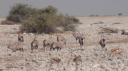 Etosha Nationaal Park - Okaukuejo Rustkamp