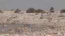 Etosha Nationaal Park - Okaukuejo Rustkamp
