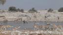 Etosha Nationaal Park - Okaukuejo Rustkamp