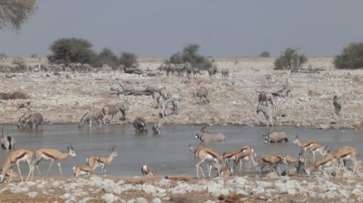 Etosha Nationaal Park - Okaukuejo Rustkamp