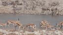 Etosha Nationaal Park - Okaukuejo Rustkamp