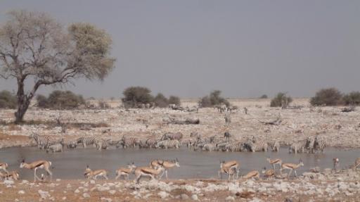 Etosha Nationaal Park - Okaukuejo Rustkamp