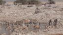 Etosha Nationaal Park - Okaukuejo Rustkamp