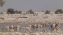 Etosha Nationaal Park - Okaukuejo Rustkamp