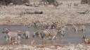 Etosha Nationaal Park - Okaukuejo Rustkamp