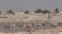 Etosha Nationaal Park - Okaukuejo Rustkamp