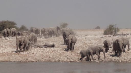 Etosha Nationaal Park - Okaukuejo Rustkamp