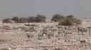 Etosha Nationaal Park - Okaukuejo Rustkamp