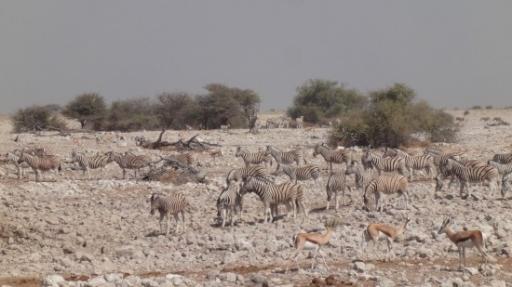 Etosha Nationaal Park - Okaukuejo Rustkamp