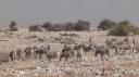 Etosha Nationaal Park - Okaukuejo Rustkamp