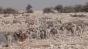 Etosha Nationaal Park - Okaukuejo Rustkamp