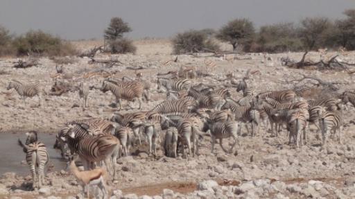 Etosha Nationaal Park - Okaukuejo Rustkamp