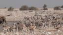 Etosha Nationaal Park - Okaukuejo Rustkamp