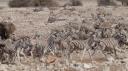 Etosha Nationaal Park - Okaukuejo Rustkamp