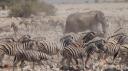Etosha Nationaal Park - Okaukuejo Rustkamp