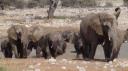 Etosha Nationaal Park - Okaukuejo Rustkamp