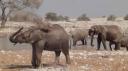 Etosha Nationaal Park - Okaukuejo Rustkamp