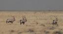 Etosha Nationaal Park