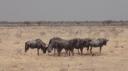 Etosha Nationaal Park