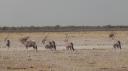 Etosha Nationaal Park