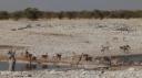 Etosha Nationaal Park