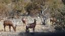 Etosha Nationaal Park