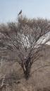 Etosha Nationaal Park