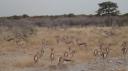 Etosha Nationaal Park