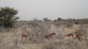 Etosha Nationaal Park