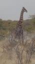 Etosha Nationaal Park