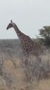 Etosha Nationaal Park
