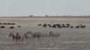 Etosha Nationaal Park
