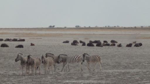 Etosha Nationaal Park
